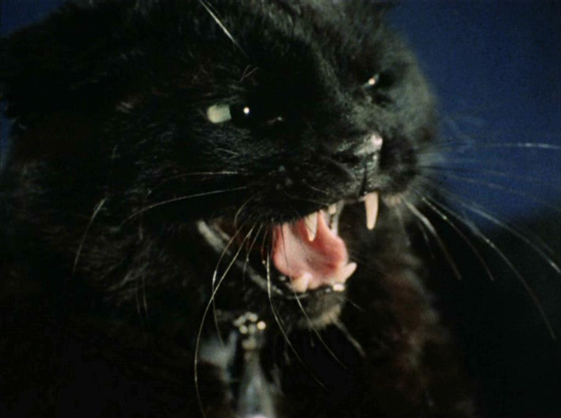 Illustration for article titled The Ultimate Guide to Evil Cats in Science Fiction and Fantasy